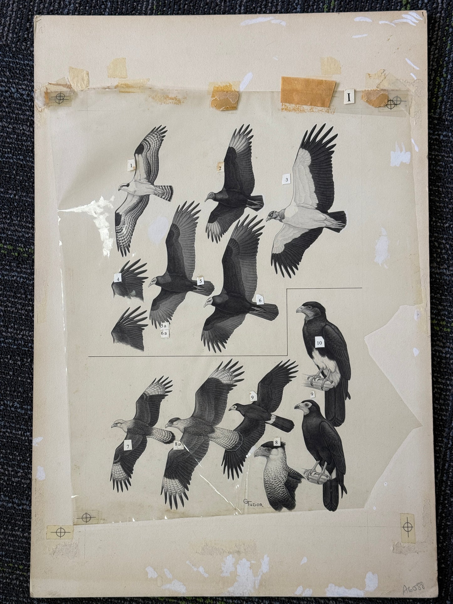 "A Guide to the Birds of Venezuela" Original Plate