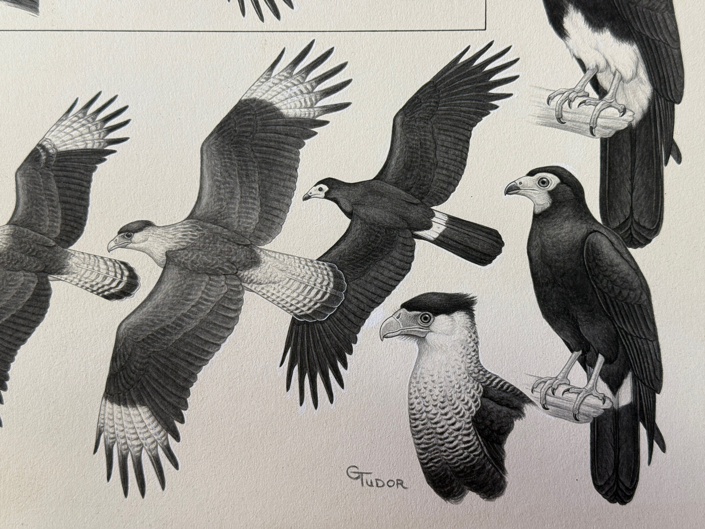 "A Guide to the Birds of Venezuela" Original Plate