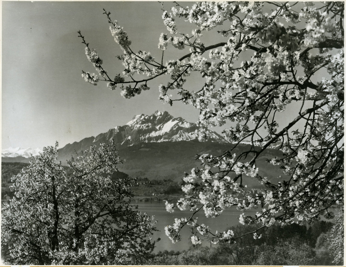 Blossoms above Lake Lucerne in the Swiss Alps Alps Cherry Blossom Lake Lucerne Landscape Nature