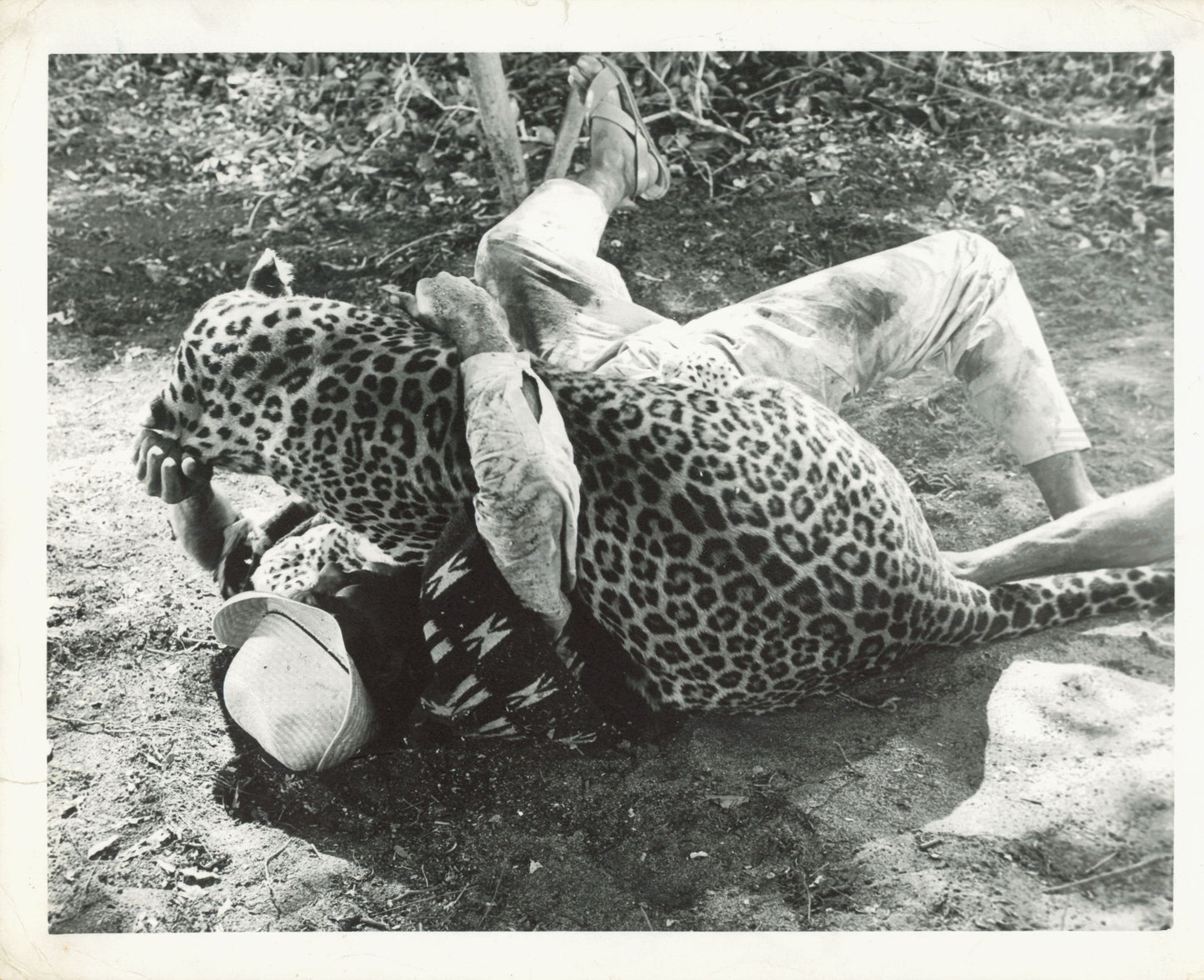 Tarzan Collection (1918 - 1966) (21 vintage prints) Animal Animals Film Hollywood leopard