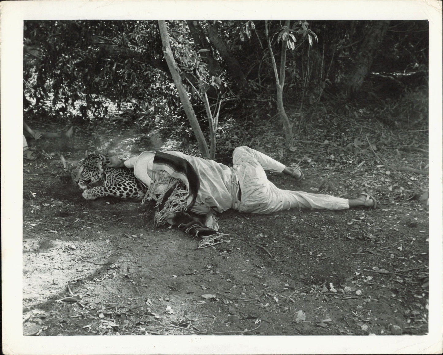 Tarzan Collection (1918 - 1966) (21 vintage prints) Animal Animals Film Hollywood leopard