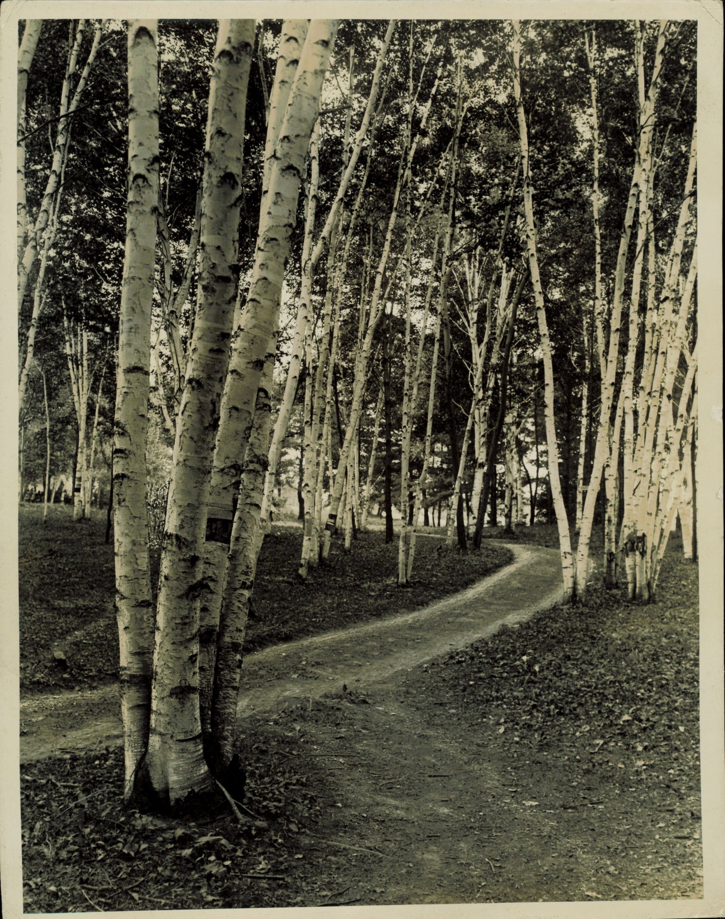 Arboreal Collection (4 vintage prints) Nature