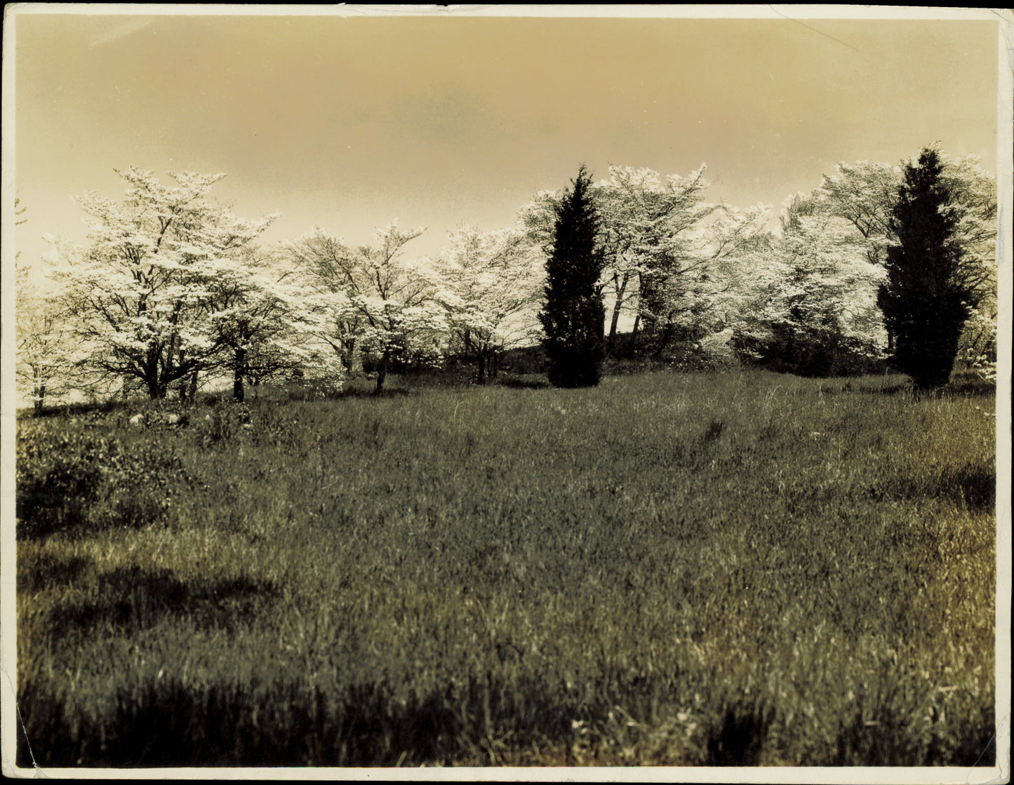 Arboreal Collection (4 vintage prints) Nature